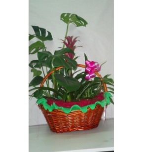 Centro Plantas