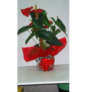 Anthurium