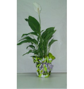 Spathiphyllum