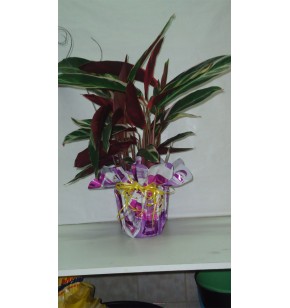 Calathea