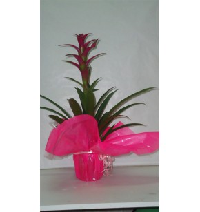 Guzmania