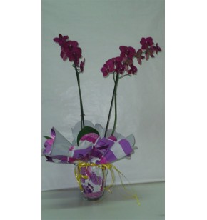 Orquidea Phalenosis