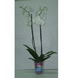 Orquidea Phalenosis