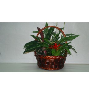Centro Plantas