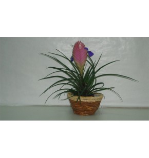 Tillandsia