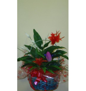 Centro Plantas